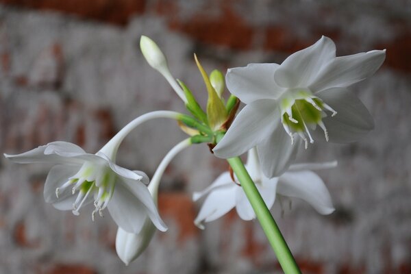 Plantes d appartement. Fleur blanche