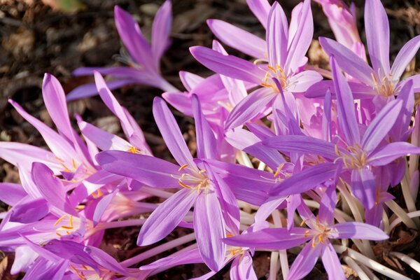 Fleurs violettes lumineuses bouchent