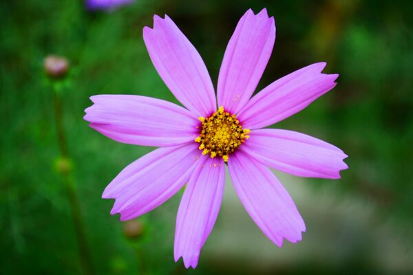 Nature with flora flowers on the background