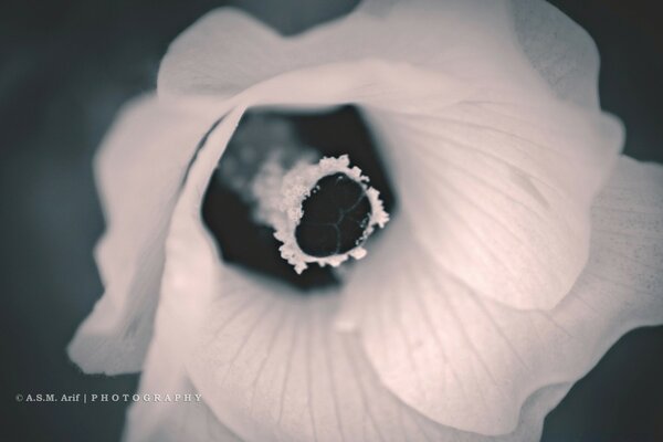 Monochrome photo. Flower. Nature