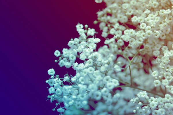 Fleurs sur le bureau. Flore