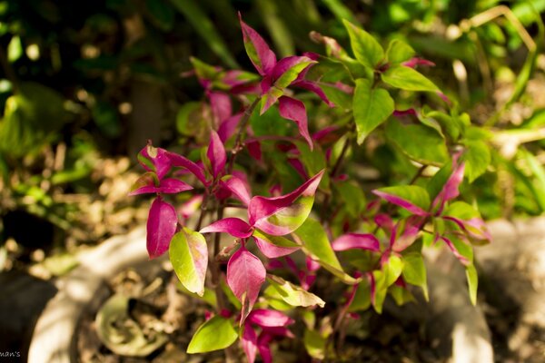 Garden flowers similar to woodlice