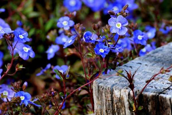 Blumen im Freien