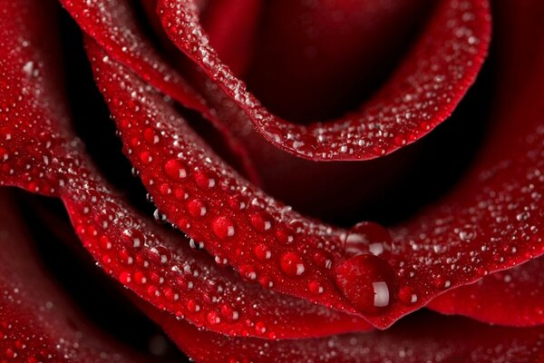 Red rose flower