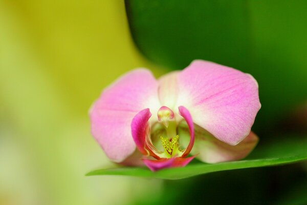 Unusual pink flower close-up