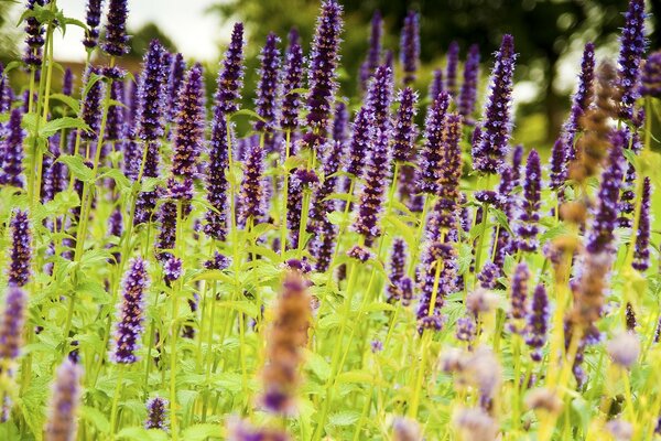 Fiori di salvia nell erba verde