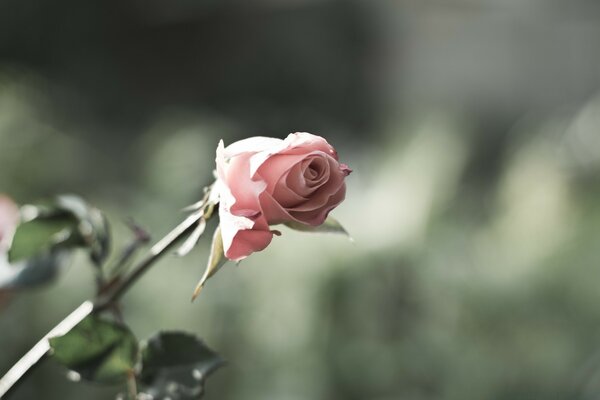 Beautiful summer flower leaf