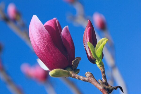 Blooming pink flower close-up