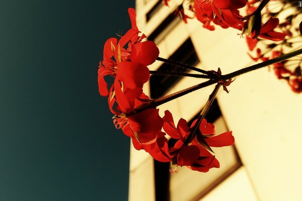 Fleurs rouges sur fond de maisons