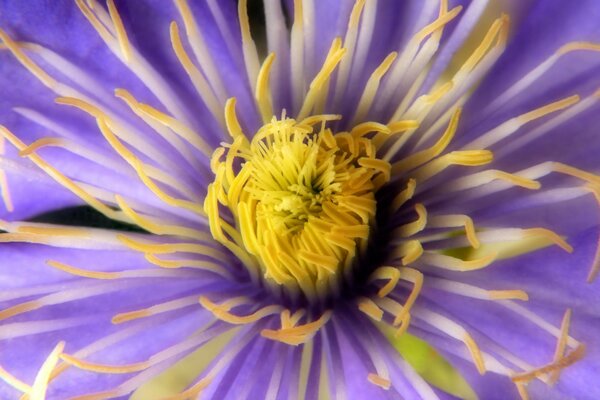 Foto di un fiore multicolore con foglie viola