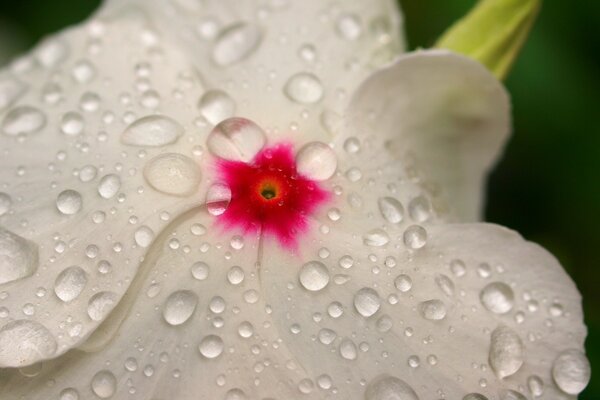 Gocce di rugiada su un fiore di begonia bianco