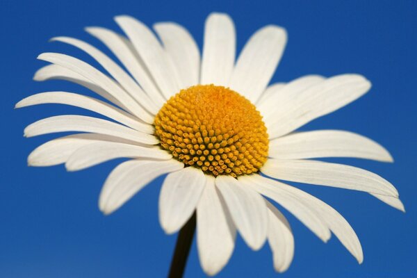 Big daisy on the background of a clear summer sky