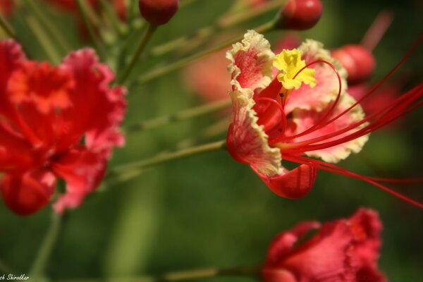 Flores rojas con zarcillos rojos