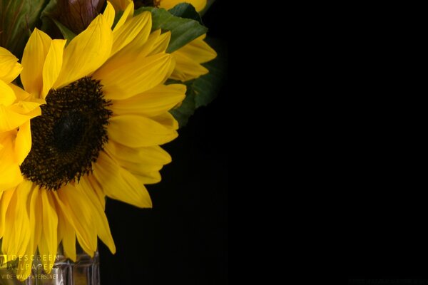 Flor de girasol sobre fondo negro