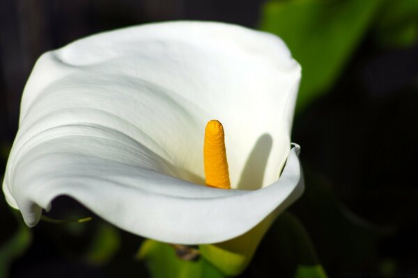 زنبق أبيض. الطبيعة. الزهور