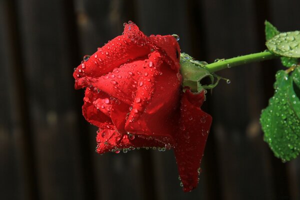 Red rose in dew on a black background