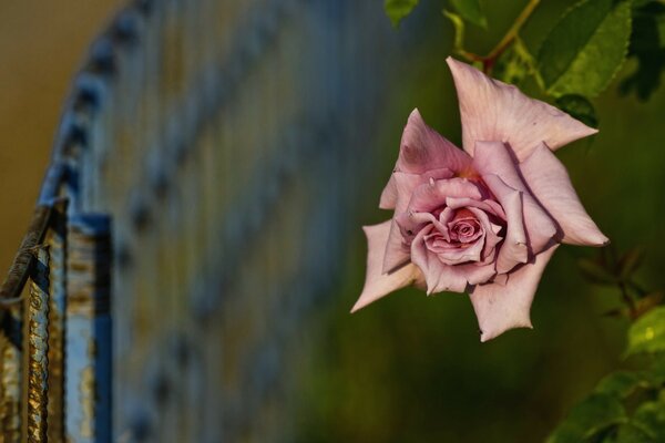 Rose flower outdoors