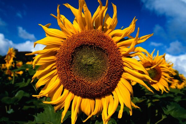 Campo de girasol en un día soleado