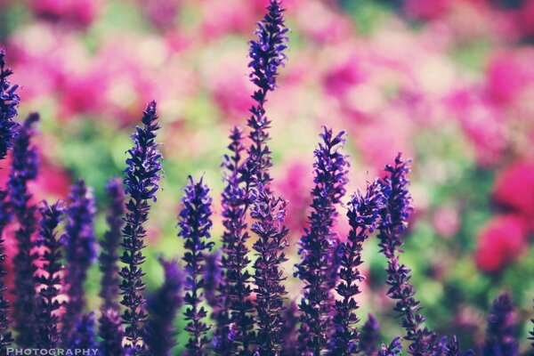 Feuilletons Blumen auf einem verschwommenen Hintergrund von Blumen