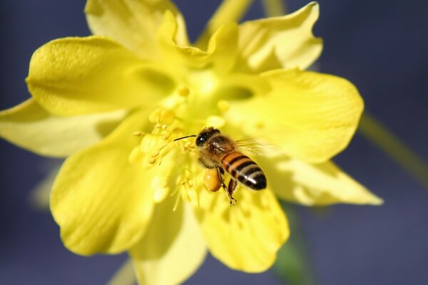 Die Biene holt Pollen von der Blume ab