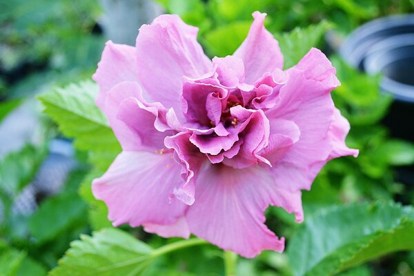 Flor roxa de jardim em verdes