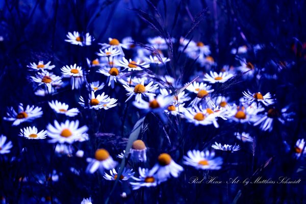 Schöne helle Sommerblume