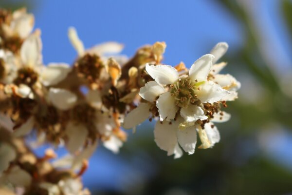 Photo of white flowers on a branch