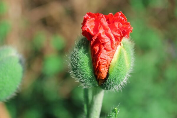 Flor roja al aire libre