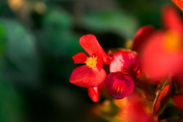 Rote Blumen auf verschwommenem Hintergrund