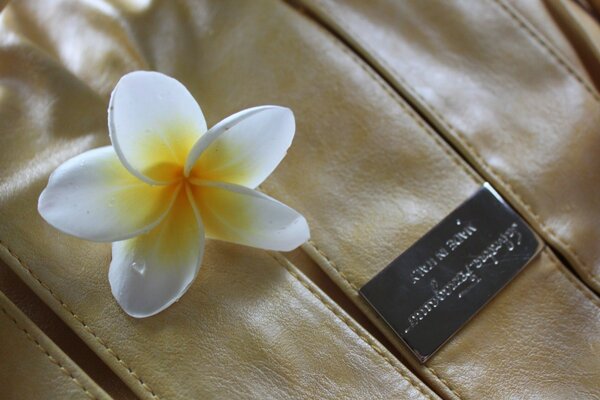 Photo of a flower on leather clothes