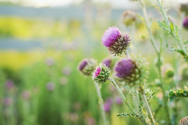 Flowers in the field in the summer