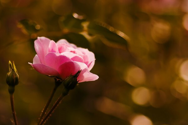 Fleur rose sur fond contrasté