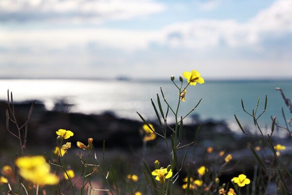 Fiori gialli. Fiori di campo. Natura