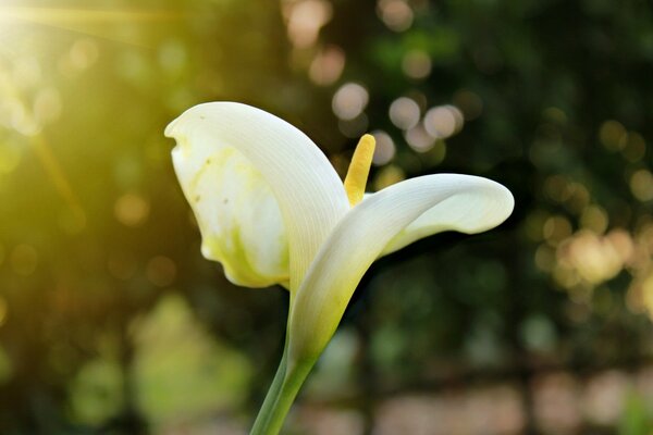 Eine schneeweiße Blume, die einem Schwan ähnelt