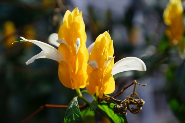 Yellow flowers. Nature. Leaves