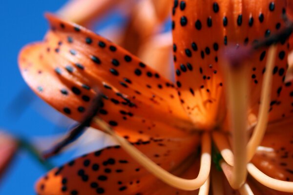 Tiger lily flower on a macro