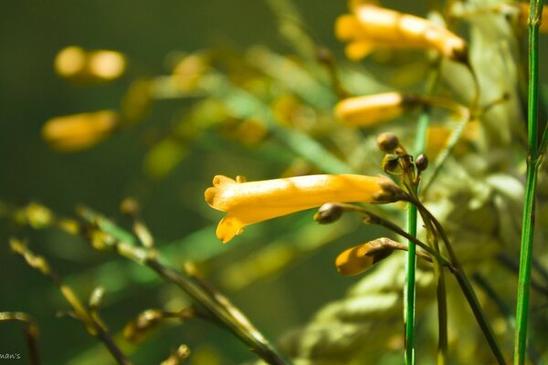 Gelbe Blume. Die Natur. Sommer