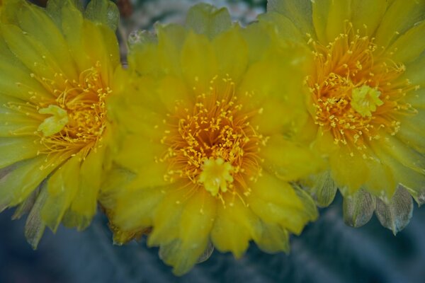 Foto de tres flores amarillas de verano