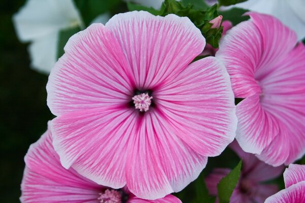 Photo of a pink flower in the summer