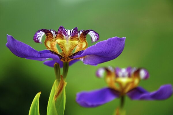 Photo d une belle fleur pourpre