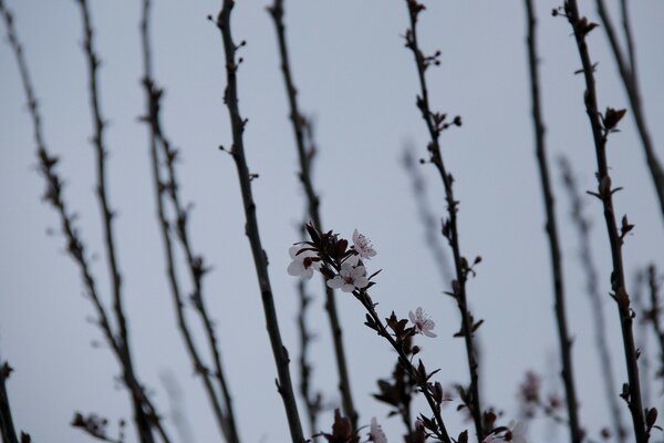 Photo de fleurs blanches sur une branche