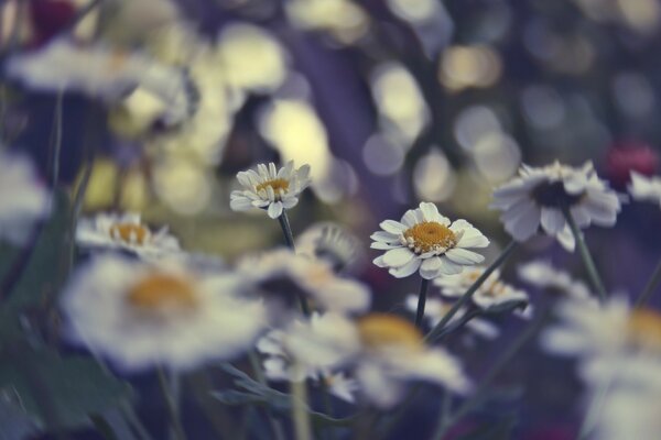 Été belle fleur dans la nature