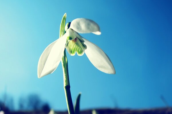 A white flower on a blue sky background