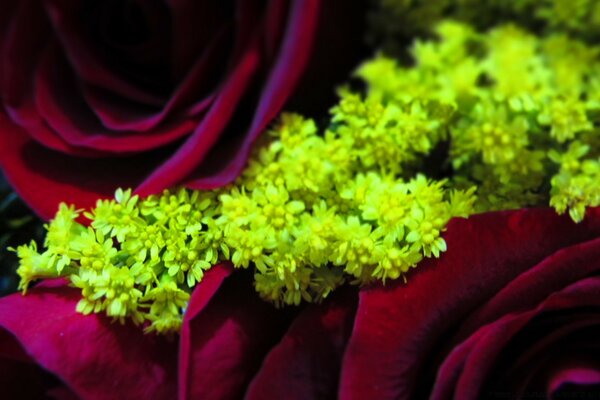 Foto von Blumen mit kleinen grünen Blättern