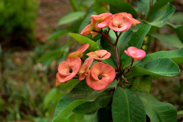 bunte Blumen. Die Natur. Flora