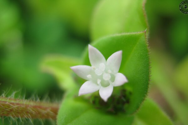 A white flower on a green leaf