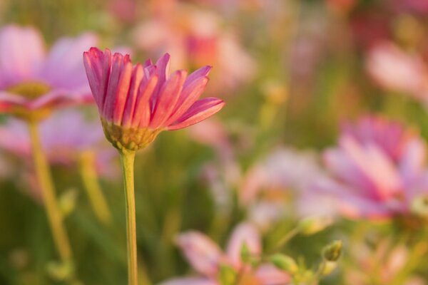 Flores campestres. Naturaleza de verano