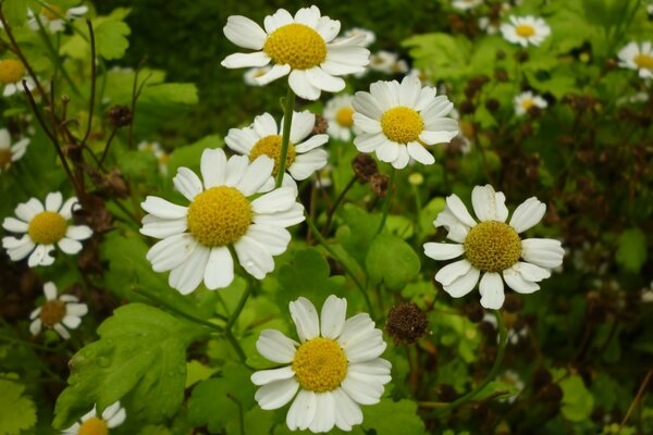 Encore une fois, les marguerites sur eux sont des insectes et des buvards