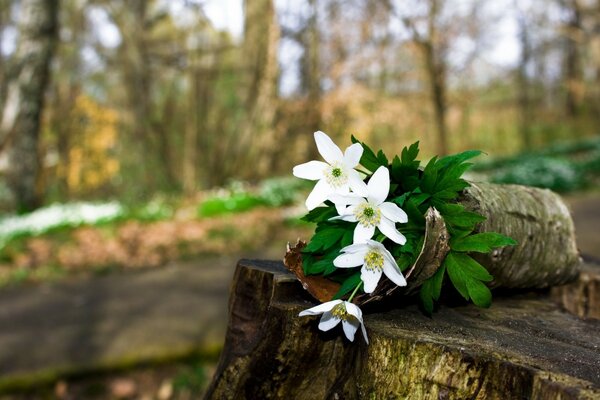 Fleurs blanches sur fond d arbre