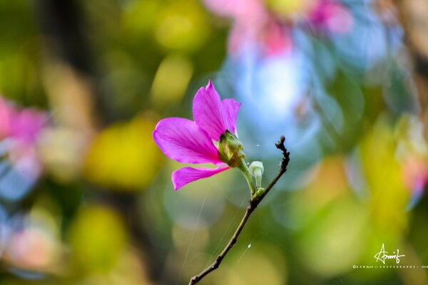 Summer flowers bloom on the background